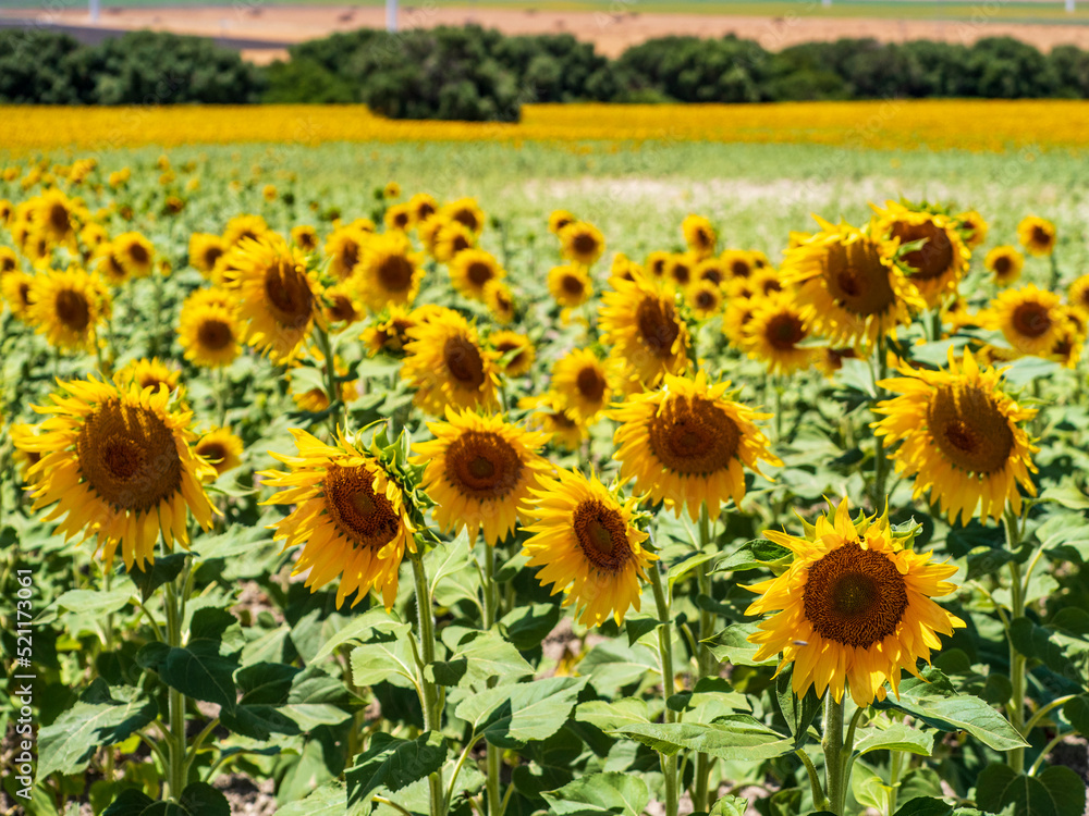 Fototapeta premium Campo de girasoles en Cadiz