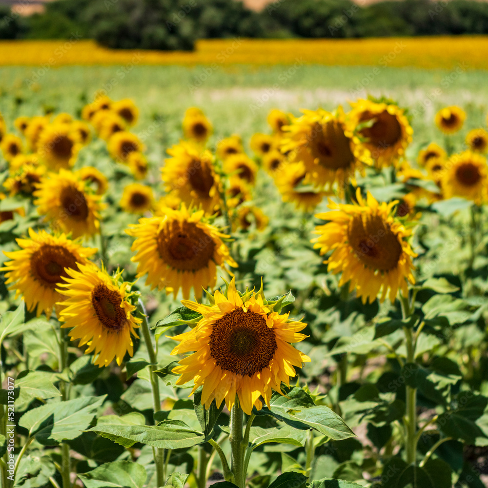 Girasoles en una huerta de Cadiz