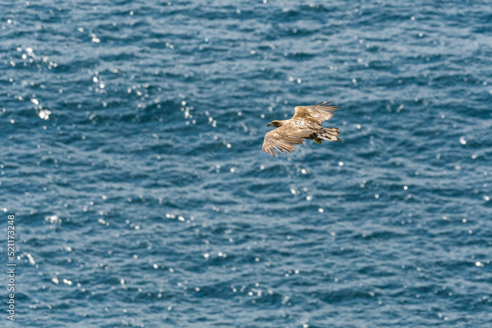 Obraz premium White-tailed eagle ( Haliaeetus albicilla ) flying in the sunset