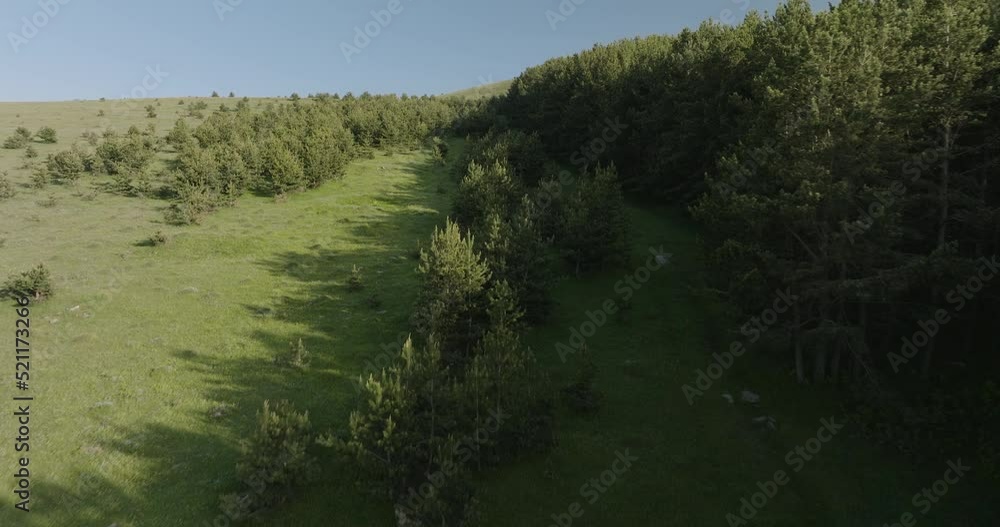 Edge of an evergreen forest in Eurasia, seen from the bird's eye view. Edge of an evergreen forest in Eurasia, seen from the bird's eye view.