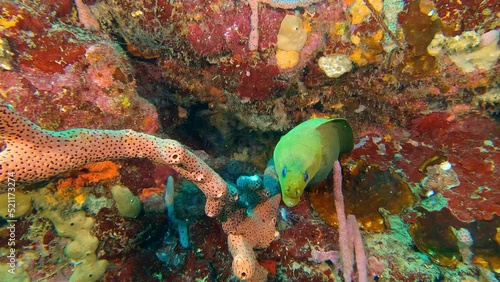 Cartagena - Admiring a beautiful moray eel hidden in a rock holl photo