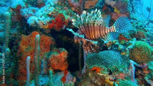 Cartagena - Diving - Admiring a lion fish next to colorful corals