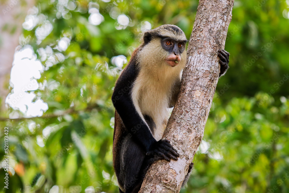 Obraz premium Amazing Mona monkeys in Tafi Atome Monkey Sanctuary, Ghana