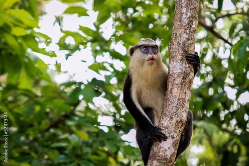 Amazing Mona monkeys in Tafi Atome Monkey Sanctuary, Ghana photo
