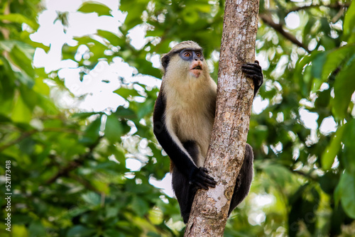 Amazing Mona monkeys in Tafi Atome Monkey Sanctuary, Ghana