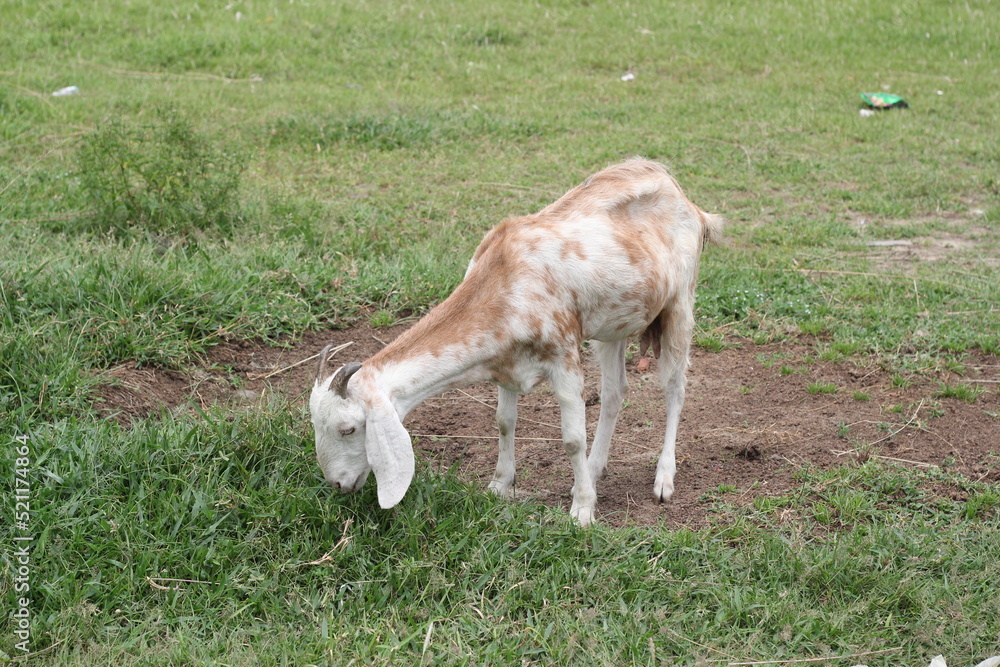 Goat eating grass on a meadow, goat grazing on a grassland Goat eating grass on a meadow, goat grazing on a grassland