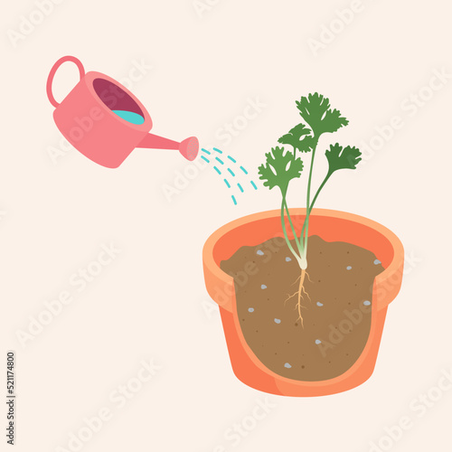 Flowerpot have coriander tree are broken down so can see root vector