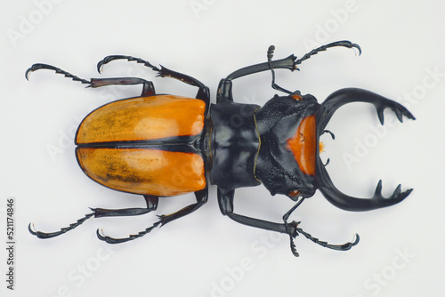 Billede på lærred Beetle isolated on white