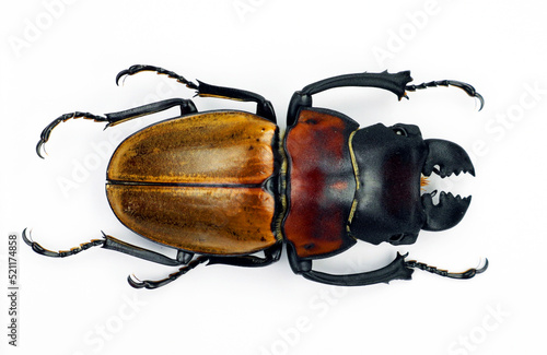 Beetle isolated on white. Giant stag beetle Odontolabis sommeri macro. Collection beetle, lucanidae, coleoptera, insects, entomology