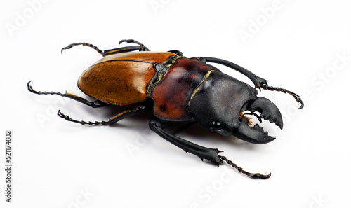 Beetle isolated on white. Giant stag beetle Odontolabis sommeri macro. Collection beetle, lucanidae, coleoptera, insects, entomology photo