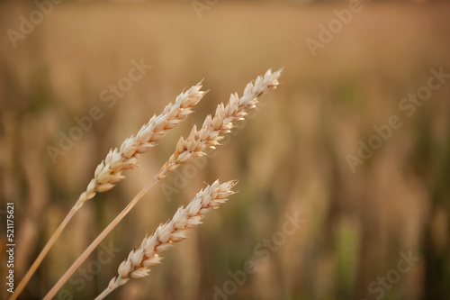 Ripe ears of wheat in a field on a blurred background