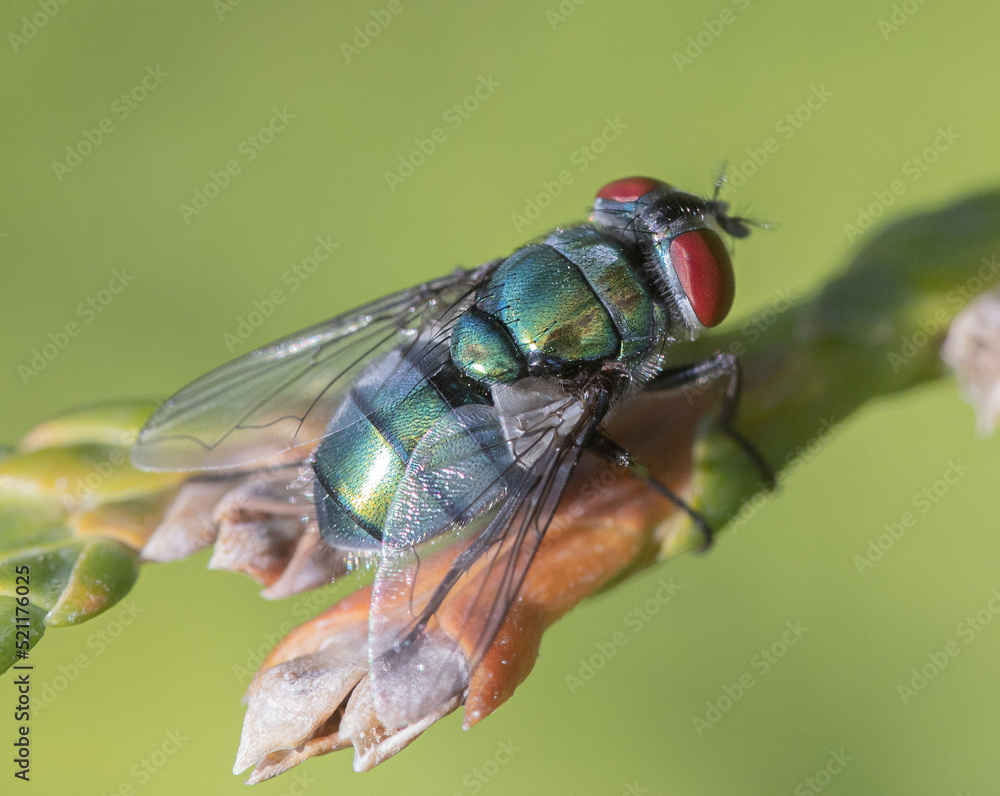 Obraz premium fly on leaf