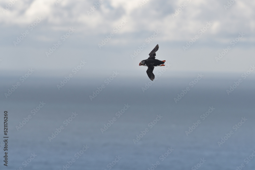 Atlantic puffin (Fratercula arctica) with fish inflight. Common puffin