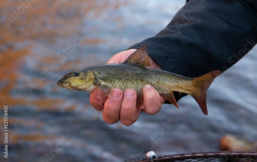 Fototapeta Naklejka Na Ścianę i Meble -  Common Barbel, Barbus barbus. fish on hand