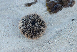 sea urchin on the beach