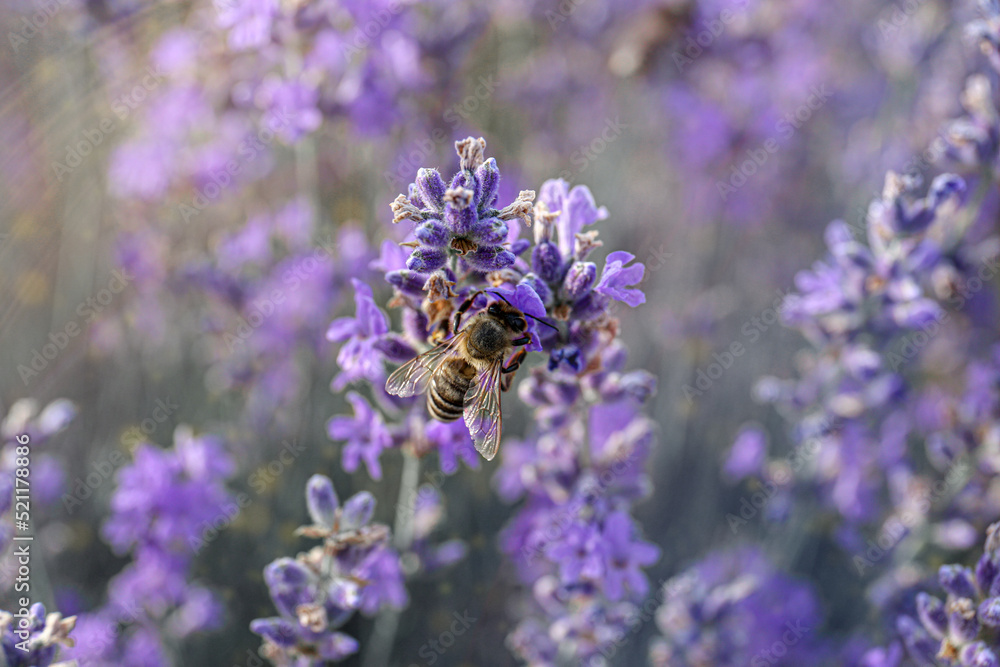 Closeup view of beautiful lavender flowers with bee in field Closeup view of beautiful lavender flowers with bee in field