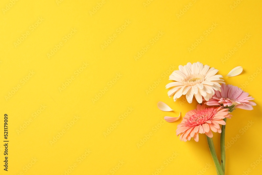 Obraz premium Beautiful gerbera flowers and petals on yellow background, flat lay. Space for text
