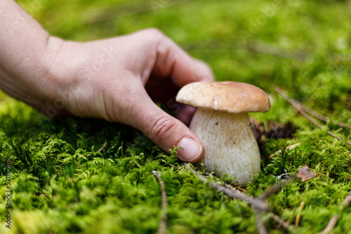 Picking of porcini mushroom in the forest, autumn harvest.