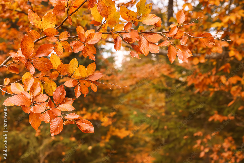 Branches with beautiful orange leaves in autumn park Branches with beautiful orange leaves in autumn park