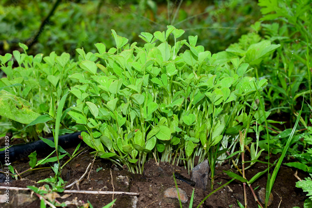 Obraz premium Fresh fenugreek vegetable in the farm, In India