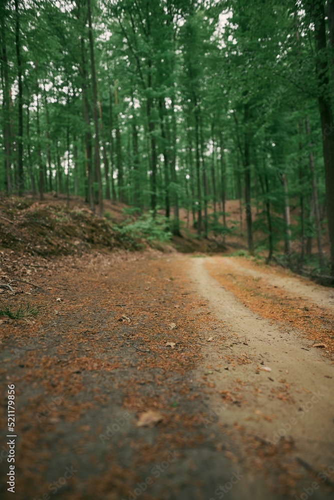 Fototapeta premium A close up of and off-road forest pathway with blurred background in summer. Concept photo of summer adventures in woods.