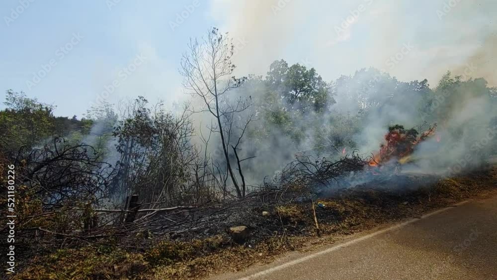 Forest fire burning on side of the road. Bushfire in extreme drought