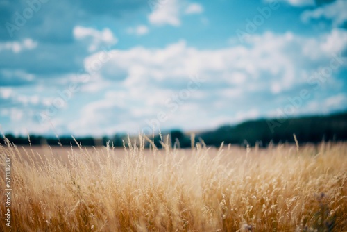 Φωτογραφία dry yellow grass against the blue sky