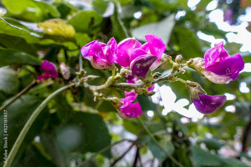 A close up shot of Cape sweet pea. Also know as Dipogon lignosus, the okie bean, , dolichos pea or mile-a-minute vine. Uttarakhand India. A close up shot of Cape sweet pea. Also know as Dipogon lignosus, the okie bean, , dolichos pea or mile-a-minute vine. Uttarakhand India.