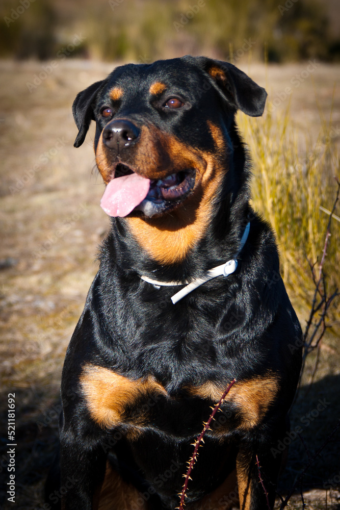 Beautiful Rottweiler in the field