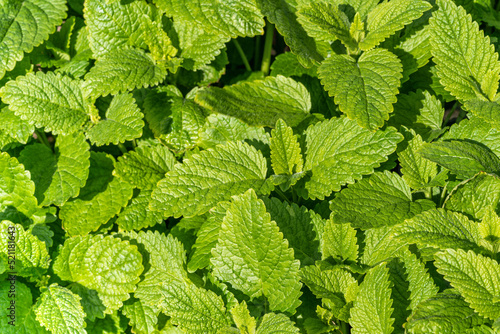 Flat lay Natural background of lemon balm medicinal plant in the garden in the summer outdoors.