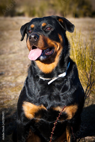 Wallpaper Mural Beautiful Rottweiler in the field Torontodigital.ca
