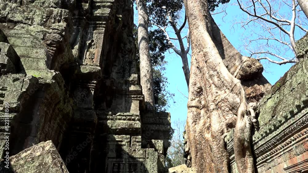 Huge tree in Ta Prohm temple, Angkor Wat Huge tree in Ta Prohm temple, Angkor Wat