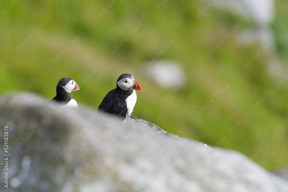Atlantic puffin (Fratercula arctica) pair resting on a rock. Common puffin Atlantic puffin (Fratercula arctica) pair resting on a rock. Common puffin