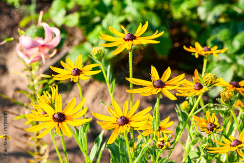 Delicate lily and sunny rudbeckia - a picturesque composition for a garden flower bed