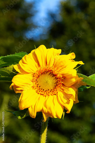 Blooming sunflower - a picturesque element of landscape design