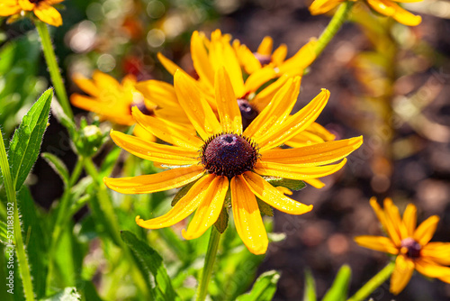 Rudbeckia is one of the most famous garden plants.