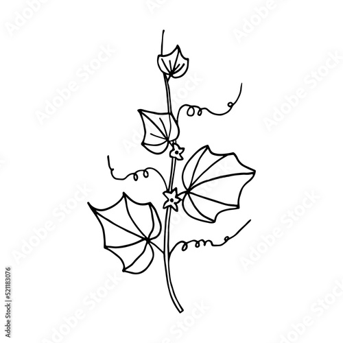 cucumber plant in doodle style