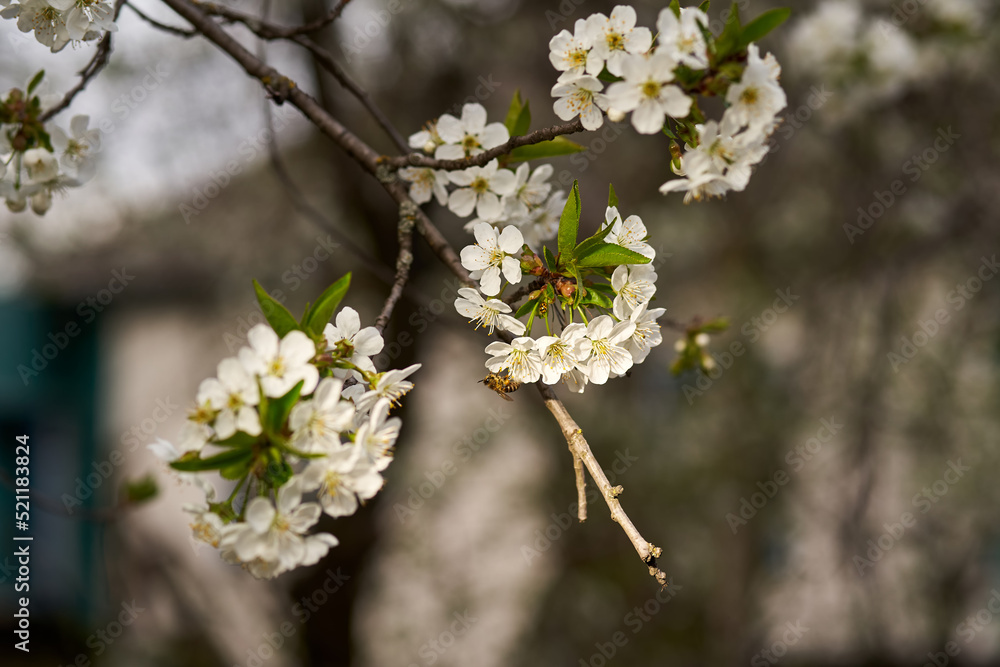A close-up of a bee collecting pollen from cherry blossoms A close-up of a bee collecting pollen from cherry blossoms