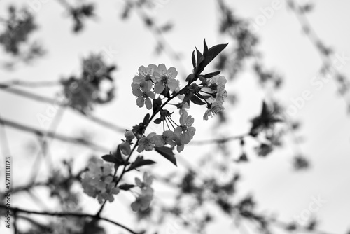 Black and white close-up photo of a branch of a young cherry on the background of the sky