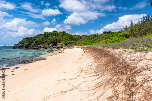 Tropical wild beach  coastal vegetation roots on the sands  sunny day. Japan.