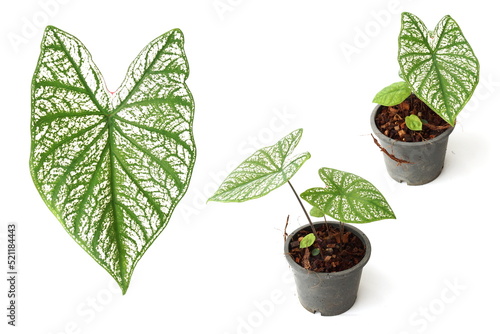Caladium bicolor with white leaf and green veins on white  background