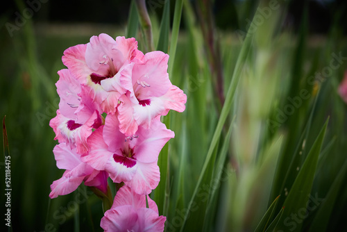pink gladiolus in green field