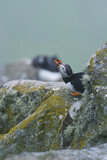 Atlantic puffin (Fratercula arctica) sitting on a cliff and calling. Common puffin