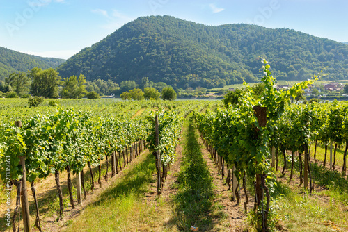 Vineyards in Durnstein town. Wachau valley. Lower Austria