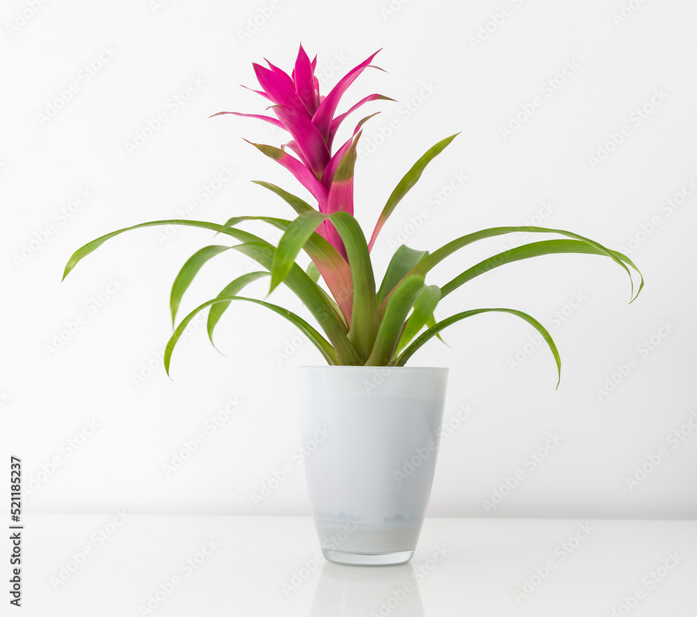Blossoming plant of guzmania on white Blossoming plant of guzmania on white