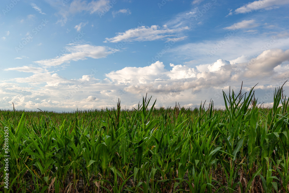 Obraz premium Green maize field under of dramatic clouds.