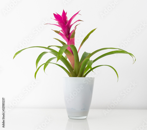 Blossoming plant of guzmania on white