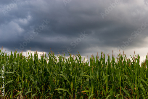 Green maize field under of dramatic storm clouds.