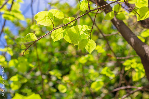 leaves on the branches of a tree in the sun in the garden on a warm summer day. nature background. ecosystem