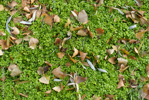 Backdrop - lush green chickweed covered with fallen leaves in mid December photo